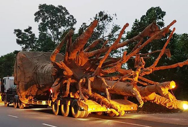 Chủ[-]xe[-]chở[-]cây[-]cổ[-]thụ[-]khổng[-]lồ[-]bị[-]phạt[-]hơn[-]80[-]triệu